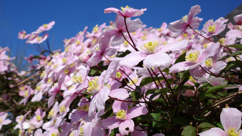 Flowering mountain clematis with blue sky in the background
