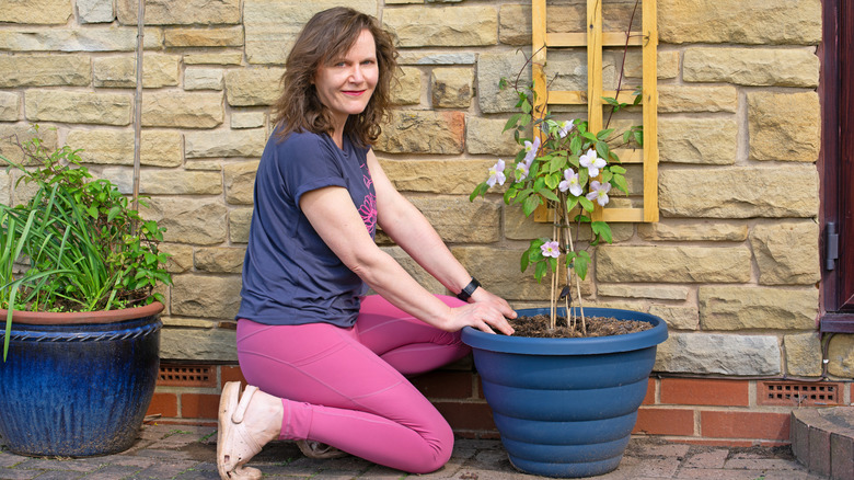 Woman kneeling near a potted mountain clematis plant in front of a brick wall