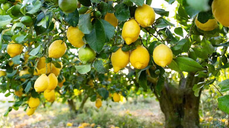 Lemon tree full of ripe lemons with a thick trunk
