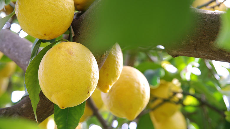 healthy lemons on branch