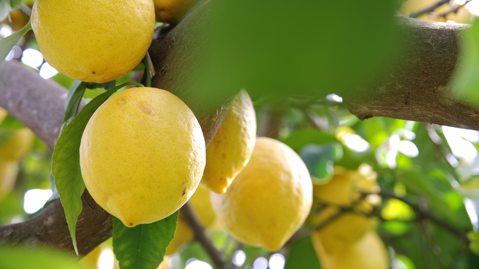 Grow This Beautiful Plant Under Your Fruit Trees To Keep Pests At Bay grow-this-beautiful-plant-under-your-fruit-trees-to-keep-pests-at-bay