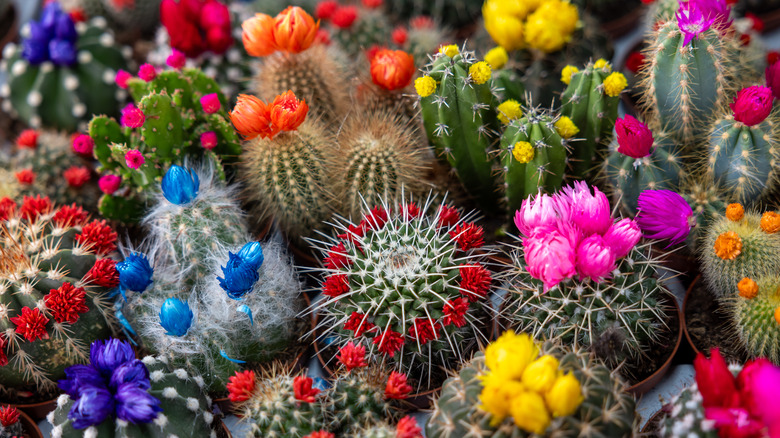 many cacti with flowers
