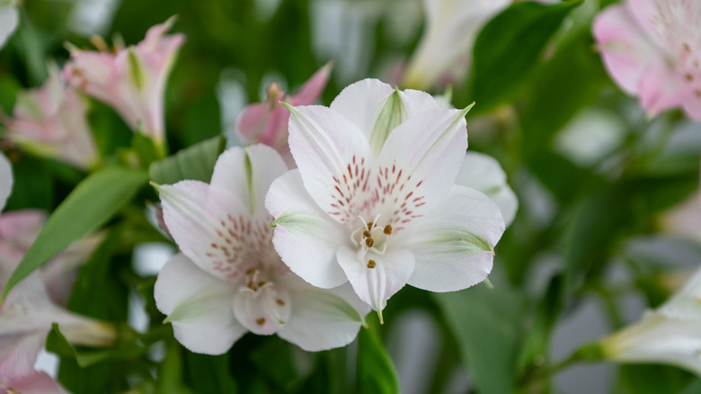 closeup on white Peruvian lily bloom