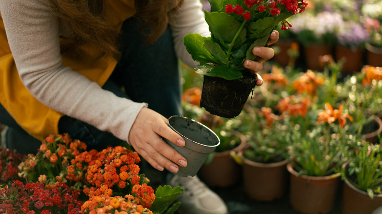 person adding various flowers to pots while surrounded by flowers