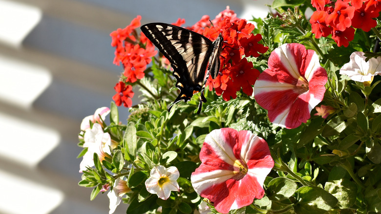 Butterfly on petunia