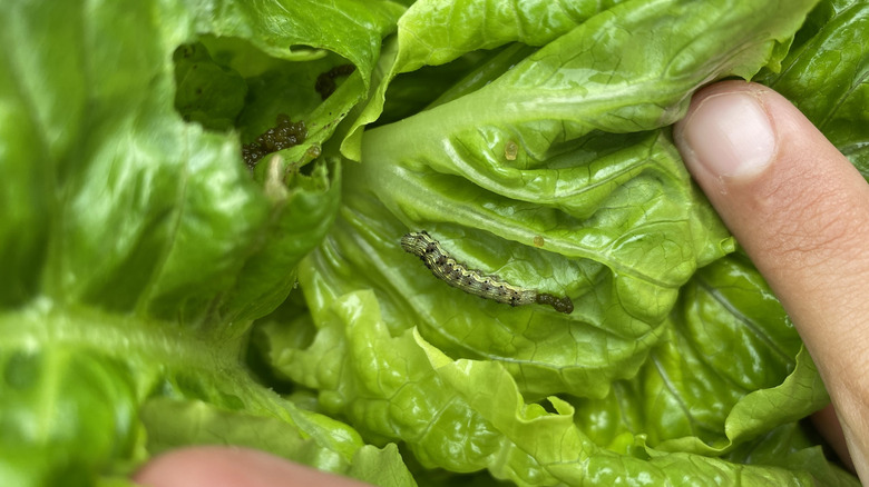 Lettuce attacked by pest