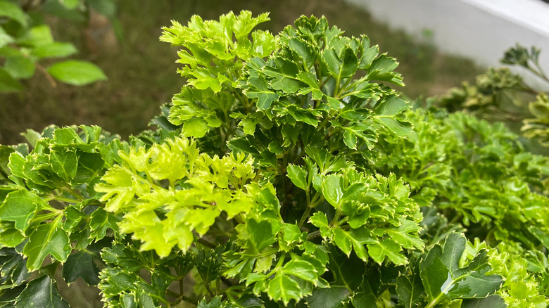 Fresh chervil in a garden