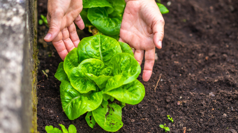 Gardener carefully tending on a lettuce in the yard