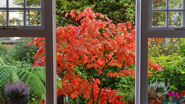 Japanese maple's red leaves framed in a garden doorway