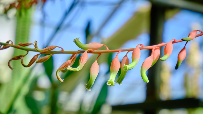 The flowers and flower stem of an ox tongue succulent.