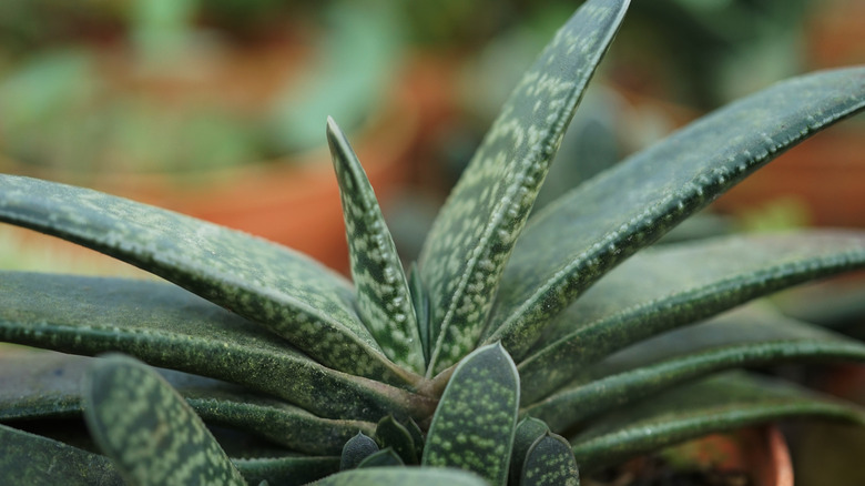 The splotchy, fleshy leaves of an ox tongue succulent.