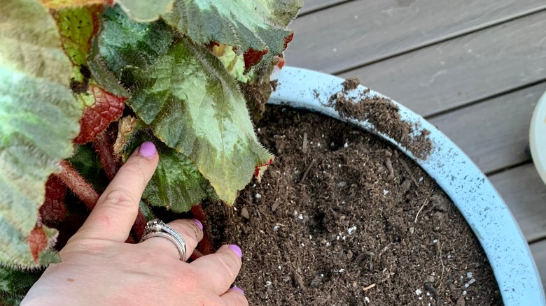 Replanting a begonia 