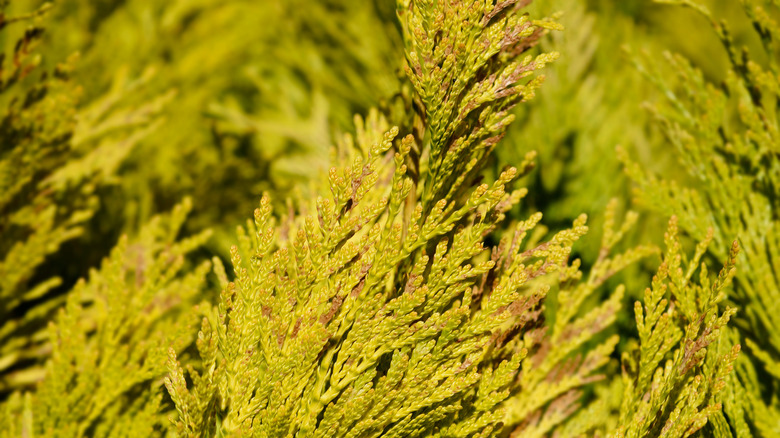 closeup on Forever Goldy branches