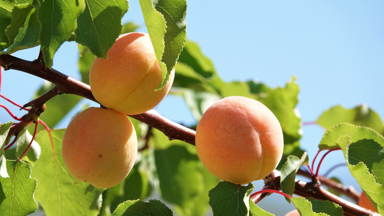 Three ripe Blenheim apricots on a tree in the sun with clear sky in the background
