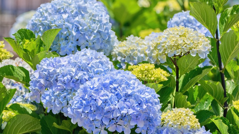 blue hydrangea flowers on bush