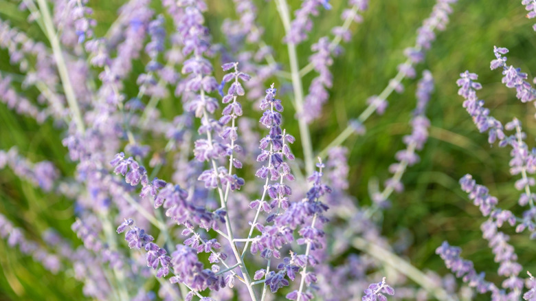 Close up of purple Russian sage flowers