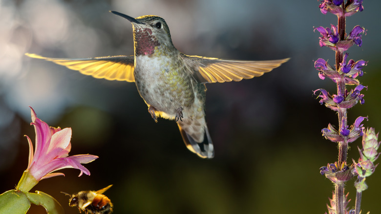 Hummingbird hovering between different flowers