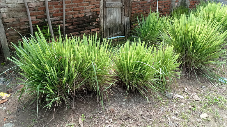 Lemongrass in someone's yard