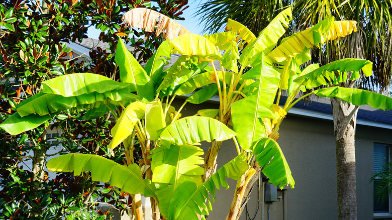 musa basjoo trees in sunlight