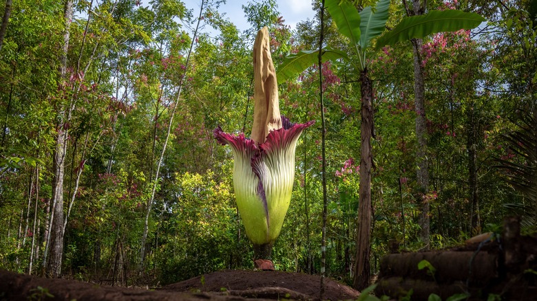 Semi-open corpse flower 