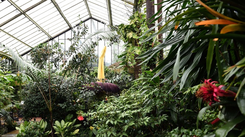 tropical flowers in a greenhouse