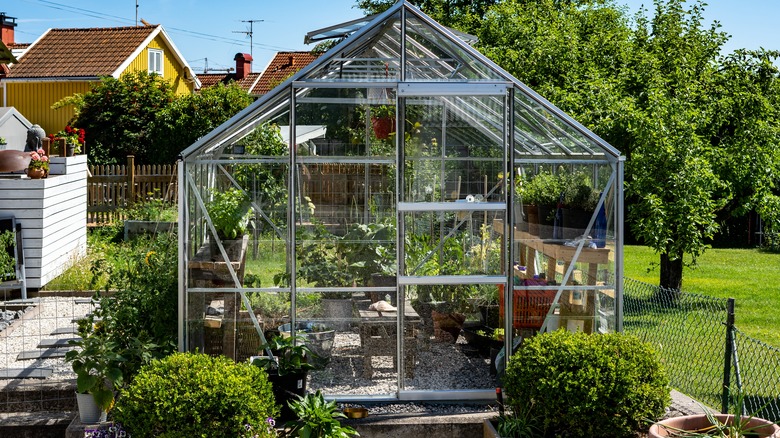 Backyard greenhouse