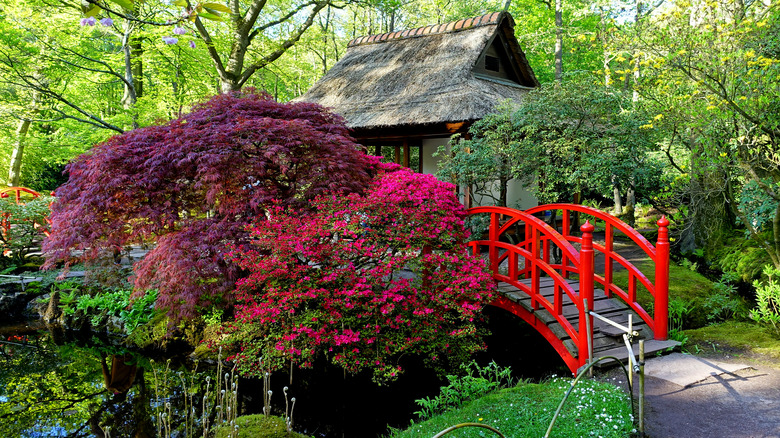Azaleas and Japanese maple