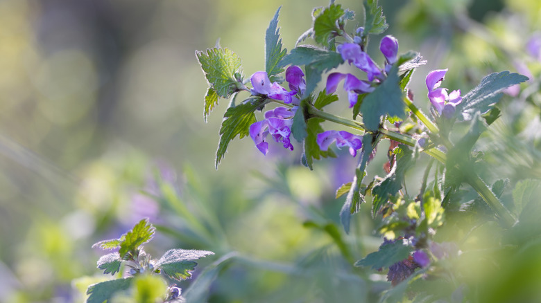 Close up of purple spotted dead nettle flower