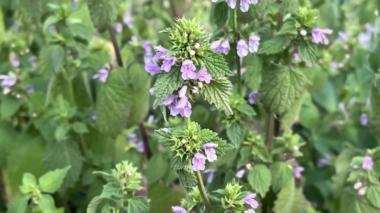 Close up of purple spotted dead nettle flower