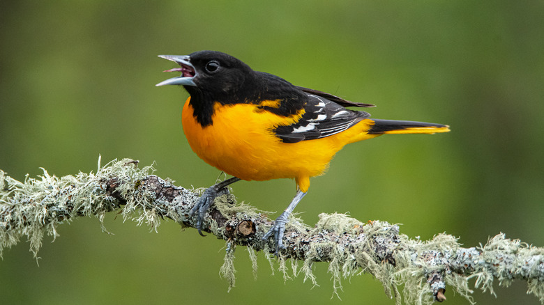 Baltimore oriole on branch
