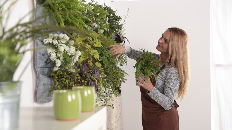 woman caring for indoor plants