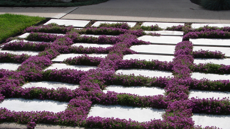 Creeping Thyme growing purple flowers in-between stepping stones of a lawn.