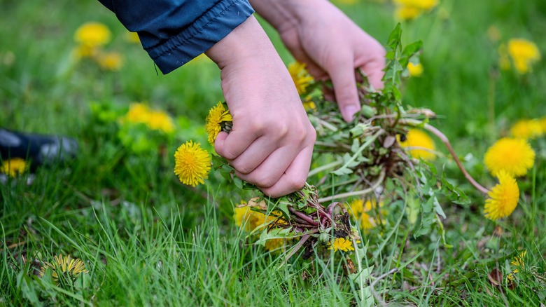 Someone pulling a bunch of weeds out of their lawn.