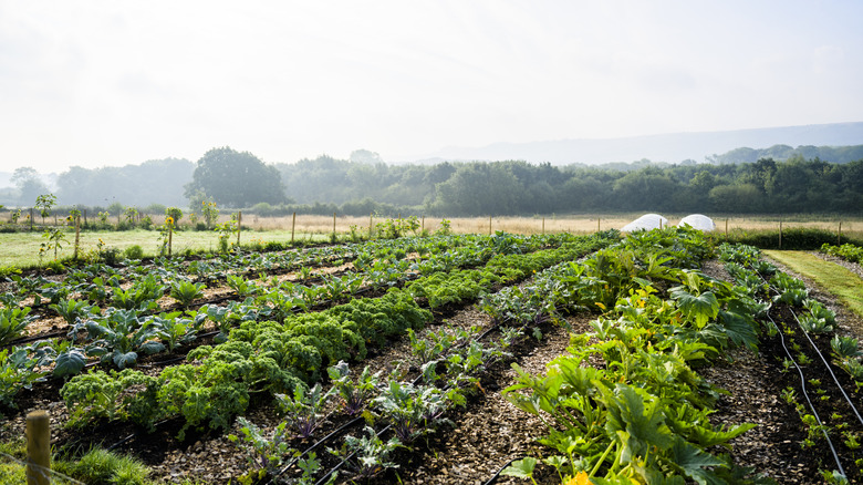 garden lined with leafy green vegetables
