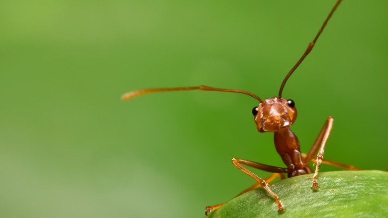 Red ant on a leaf