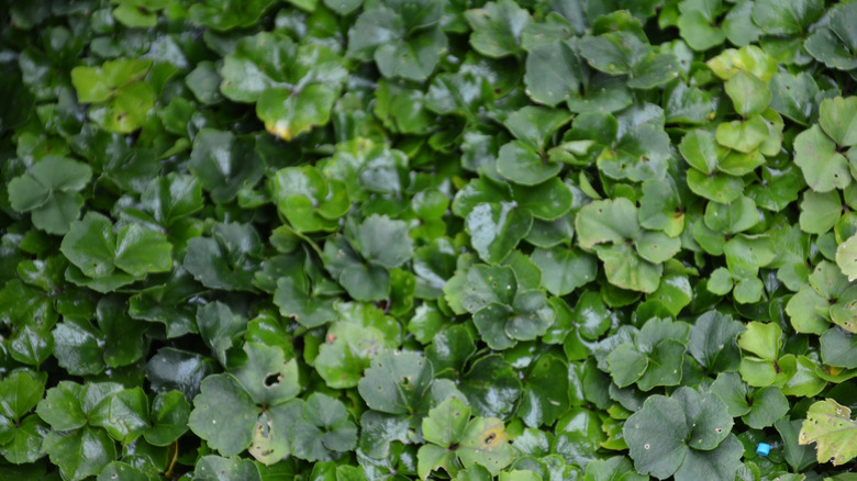 The lush green foliage of trifoliate bittercress.