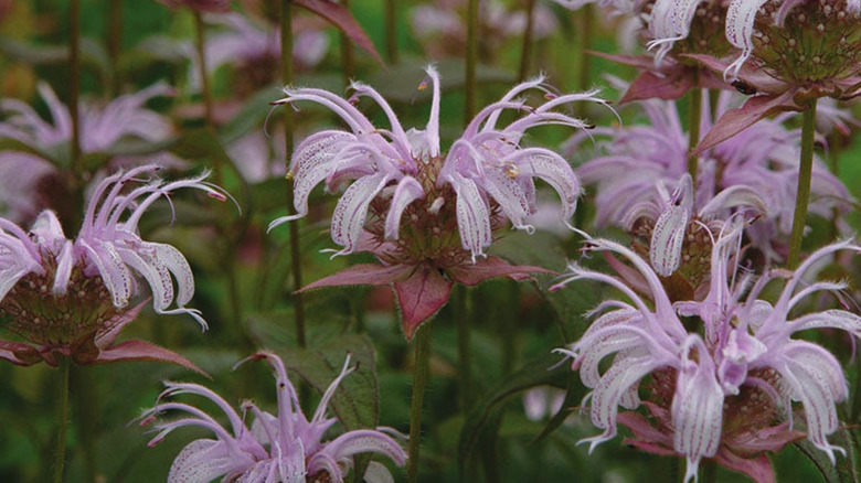 Pink Bradbury bee balm blooming in a flower garden