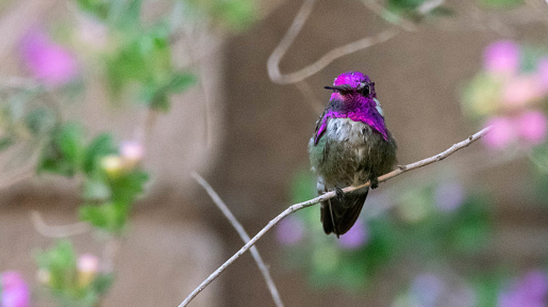Purple headed hummingbird perched on a twig in front of blurred pink flowers