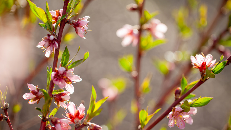 Close up of the flowers of the Elberta peach tree