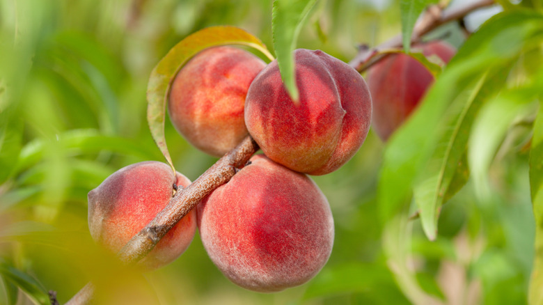 Juicy ripe peaches on a peach tree in an orchard