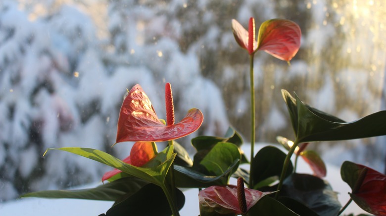 A red anthurium flowering indoors with a winter scene outside the window.