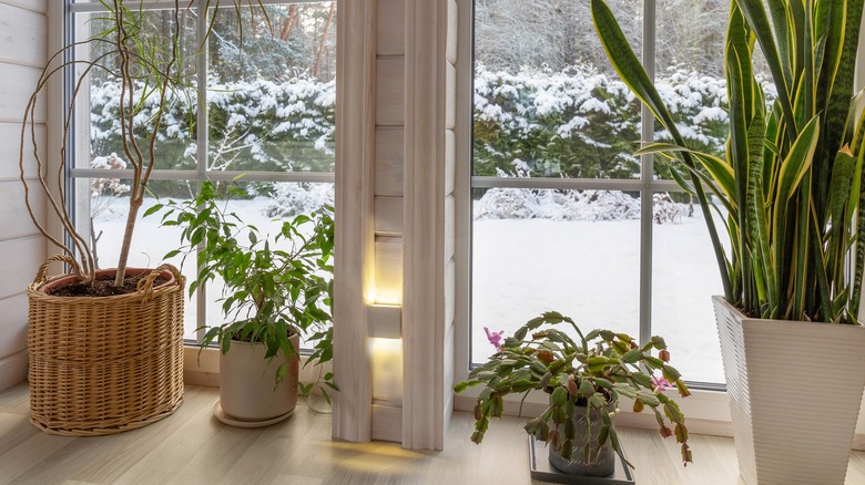 Houseplants indoors with a snowy winter scene out the window.