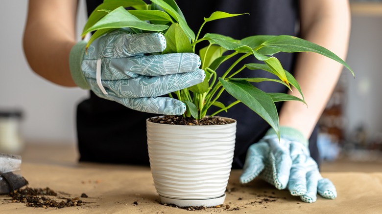 A person wears gardening gloves when handling a potted anthurium.