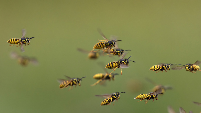 Swarm of wasps flying.