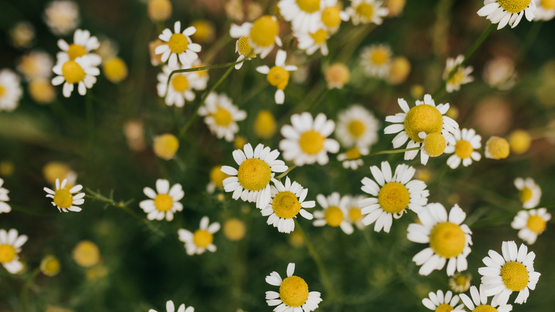 Roman chamomile in a backyard garden.