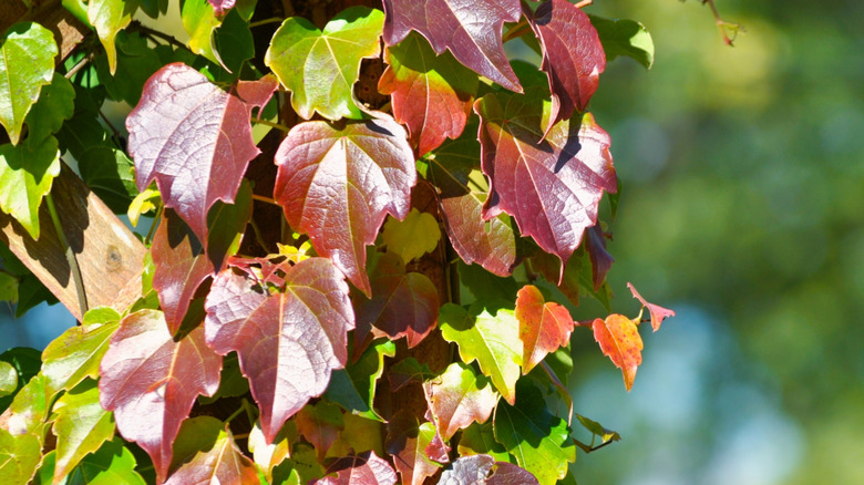 Boston ivy changing color in fall from green to red.