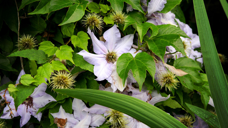The large blooms of the mountain clematis interspersed amongat Boston ivy leaves.