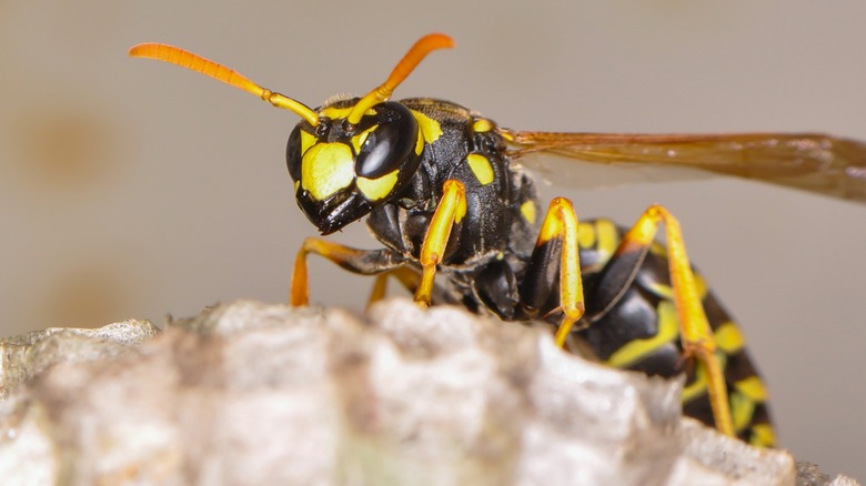 black and yellow wasp