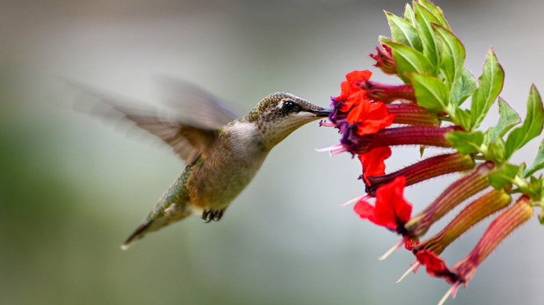 Humming bird and red and purple cuphea flower