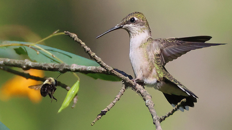 A Humming bird atop a branch with a bee